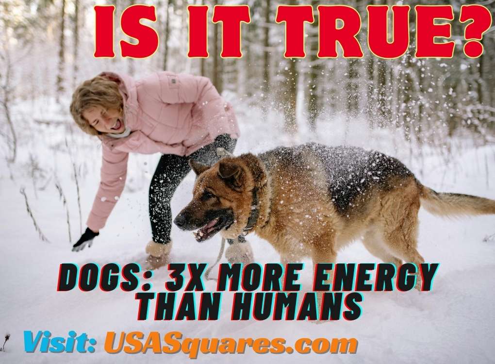 dogs are 3 x better energy than humans