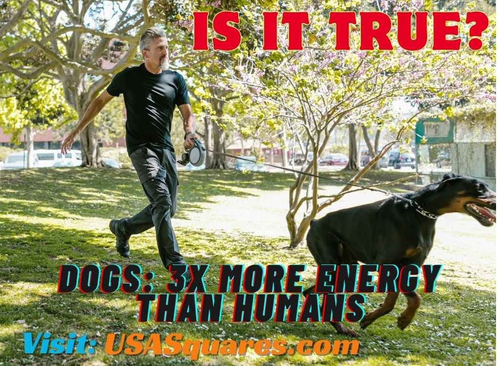 A man running with a Doberman in a park, highlighting the claim 'Dogs: 3x More Energy Than Humans - Is It True?