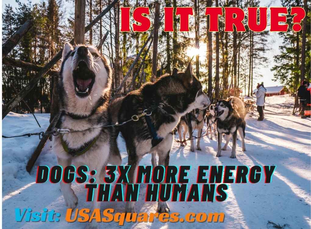 A team of sled dogs in the snow, barking energetically and ready to work, highlighting the question 'Dogs: 3x More Energy Than Humans - Is It True?'