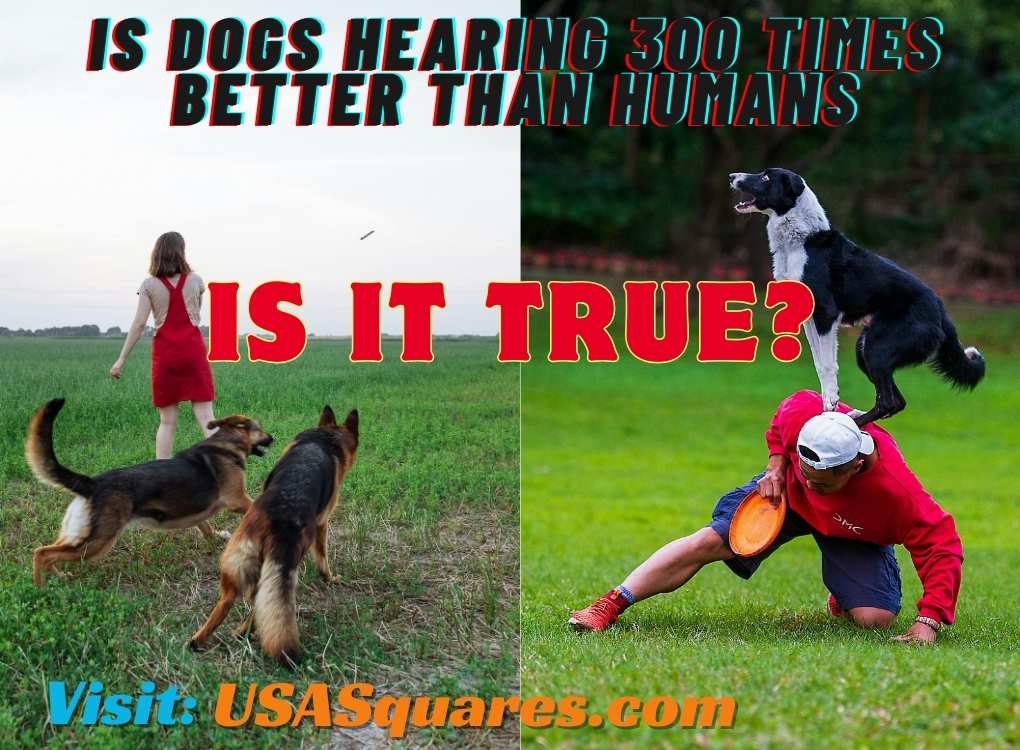 A split image showing two dogs with a woman outdoors and a Border Collie performing a trick on a man, emphasizing the question 'Is dogs hearing 300 times better than humans?